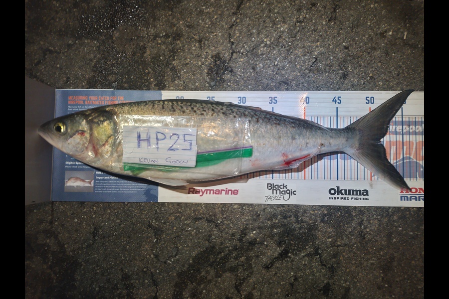 Kevan Gooch caught this 51.5cm Kahawai at Wellington during The Hirepool Baitmates Fishing Comp