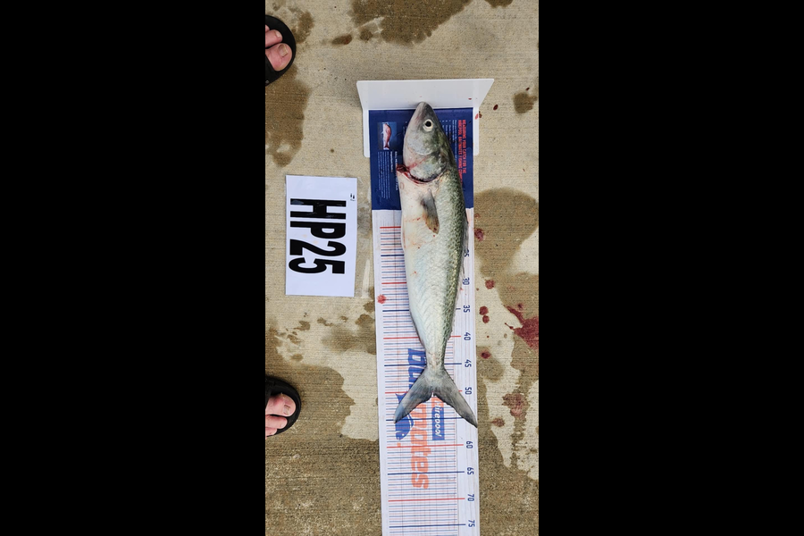 Richard Burt caught this 50.5cm Kahawai at Manawatu during The Hirepool Baitmates Fishing Comp