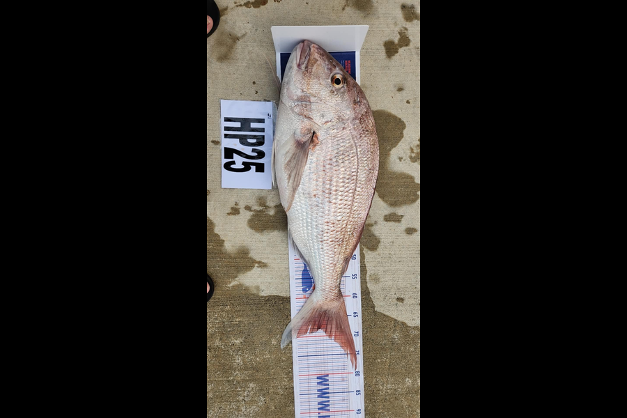 Richard Burt caught this 68cm Snapper at Manawatu during The Hirepool Baitmates Fishing Comp