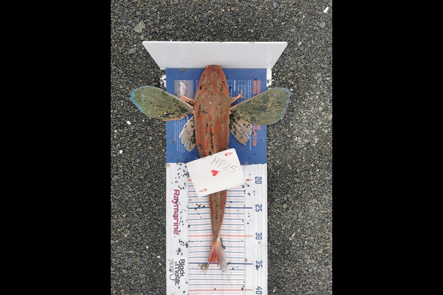 Genevieve Allan caught this 35.0cm Gurnard at Hawkes Bay during The Hirepool Baitmates Fishing Comp