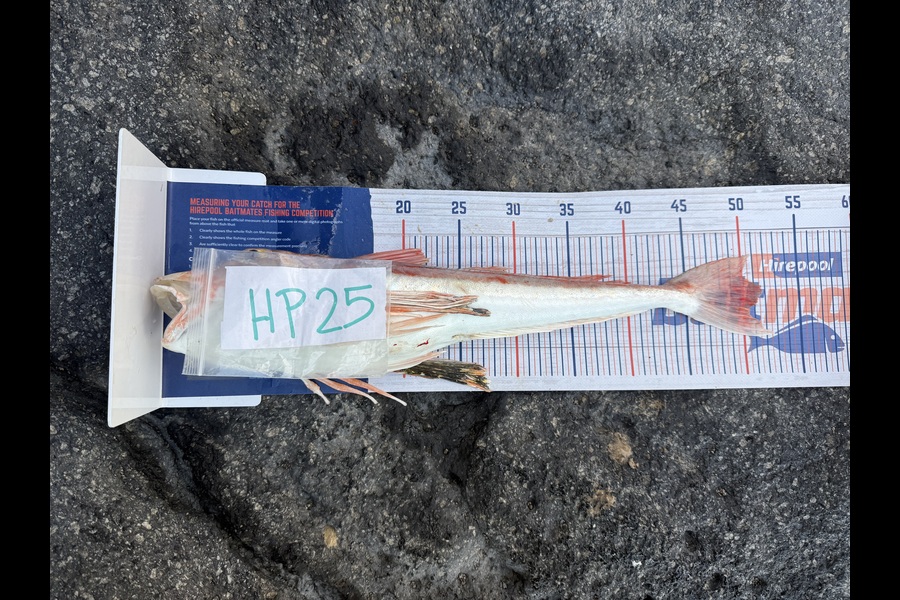 Marcquim Momo caught this 51.5cm Gurnard at Canterbury during The Hirepool Baitmates Fishing Comp