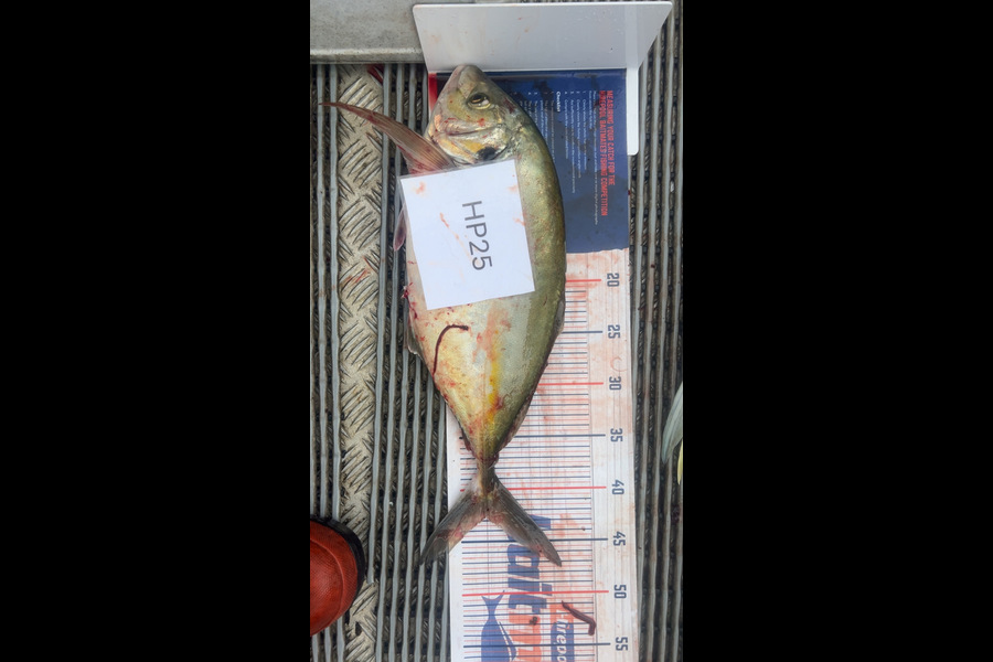 Hayden Trewavas caught this 42.5cm Trevally at Nelson/Marlborough during The Hirepool Baitmates Fishing Comp