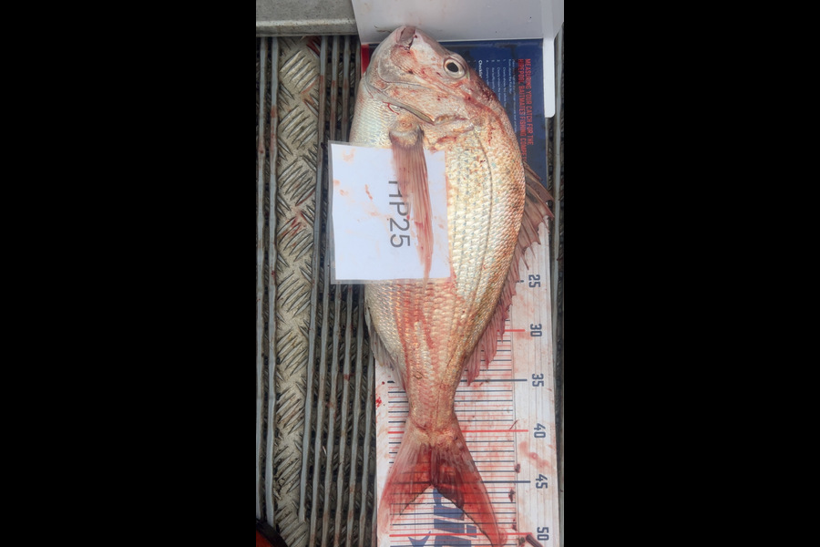 Hayden Trewavas caught this 45cm Snapper at Nelson/Marlborough during The Hirepool Baitmates Fishing Comp