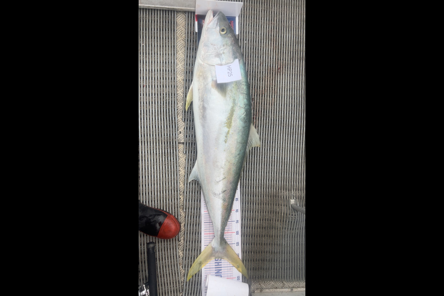 Hayden Trewavas caught this 111.0cm Kingfish at Nelson/Marlborough during The Hirepool Baitmates Fishing Comp