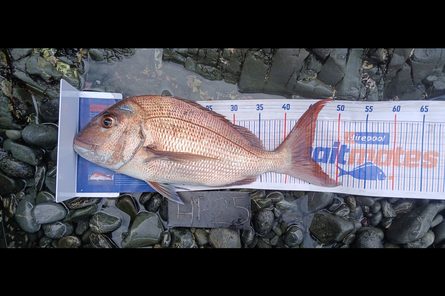 Mitchell Lindsay caught this 45.0cm Snapper at Auckland during The Hirepool Baitmates Fishing Comp