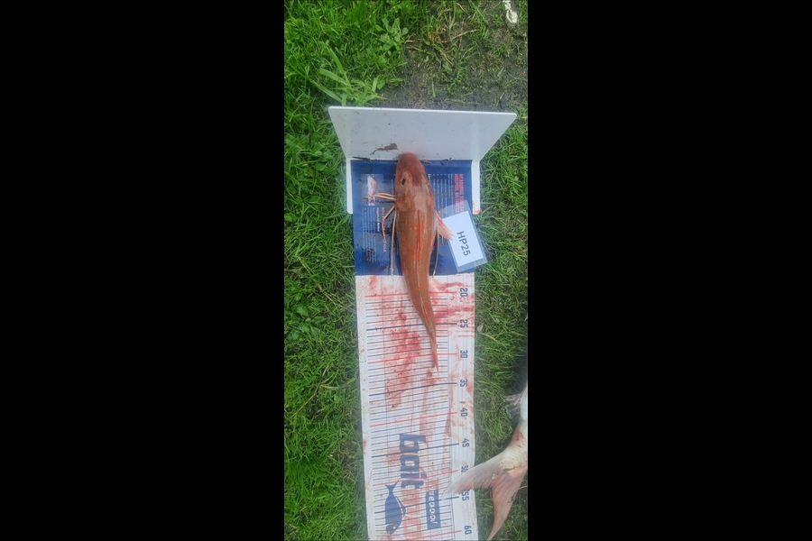 Tain Rookes caught this 31.5cm Gurnard at Coromandel during The Hirepool Baitmates Fishing Comp