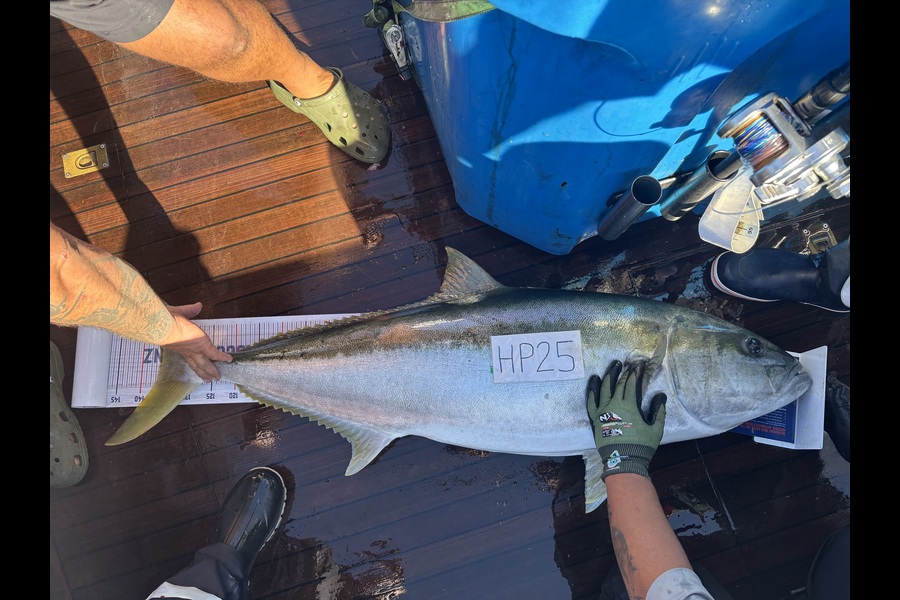 Troy Gruebner caught this 136.0cm Kingfish at Northland during The Hirepool Baitmates Fishing Comp
