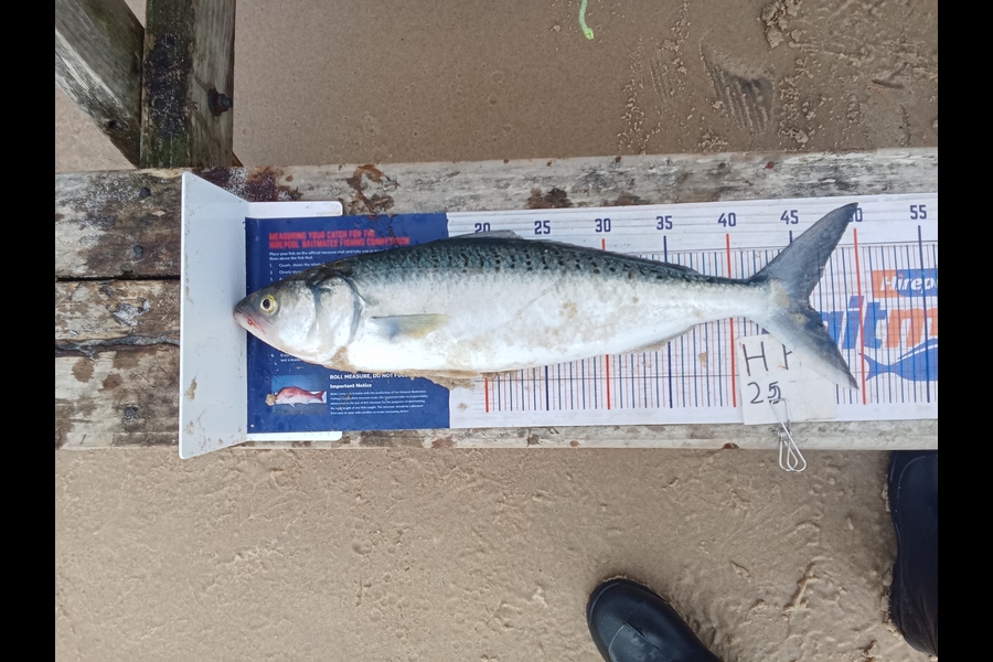 Phill Saunders caught this 46.0cm Kahawai at Coromandel during The Hirepool Baitmates Fishing Comp
