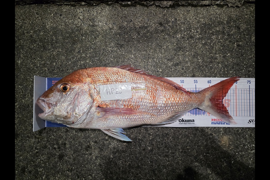 Hamish Woods caught this 65.0cm Snapper at Wellington during The Hirepool Baitmates Fishing Comp