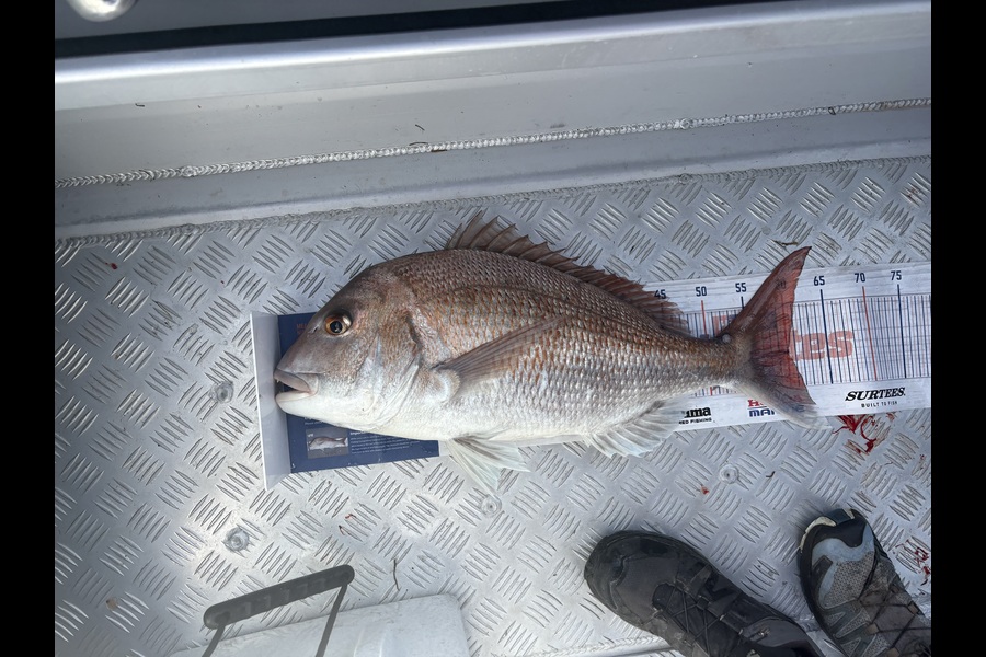 Kate Olson caught this 60.0cm Snapper at Wellington during The Hirepool Baitmates Fishing Comp