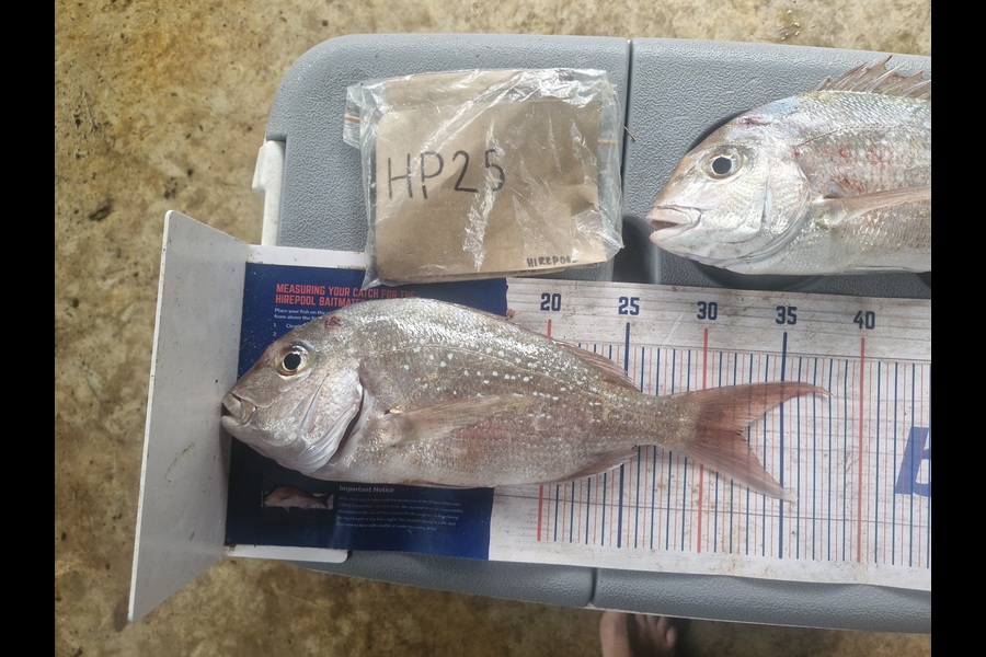 Rosie Phillips caught this 32.0cm Snapper at Northland during The Hirepool Baitmates Fishing Comp