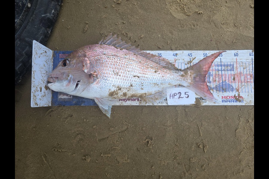 Peter Dunn caught this 49.5cm Snapper at Northland during The Hirepool Baitmates Fishing Comp