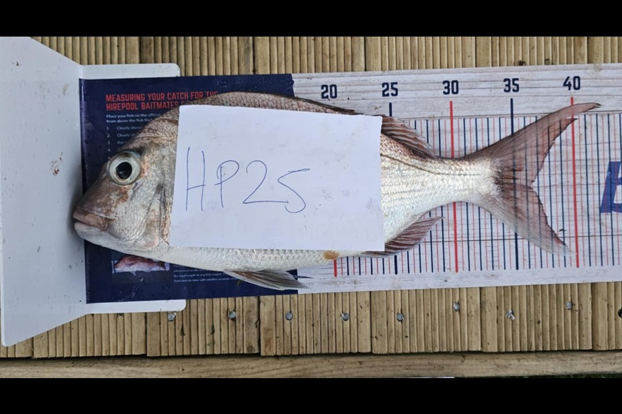 Karis Vesey caught this 36.0cm Snapper at Coromandel during The Hirepool Baitmates Fishing Comp
