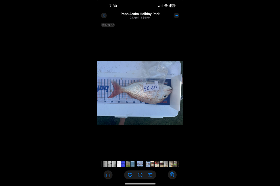 Tessa Sisson caught this 38.0cm Snapper at Coromandel during The Hirepool Baitmates Fishing Comp