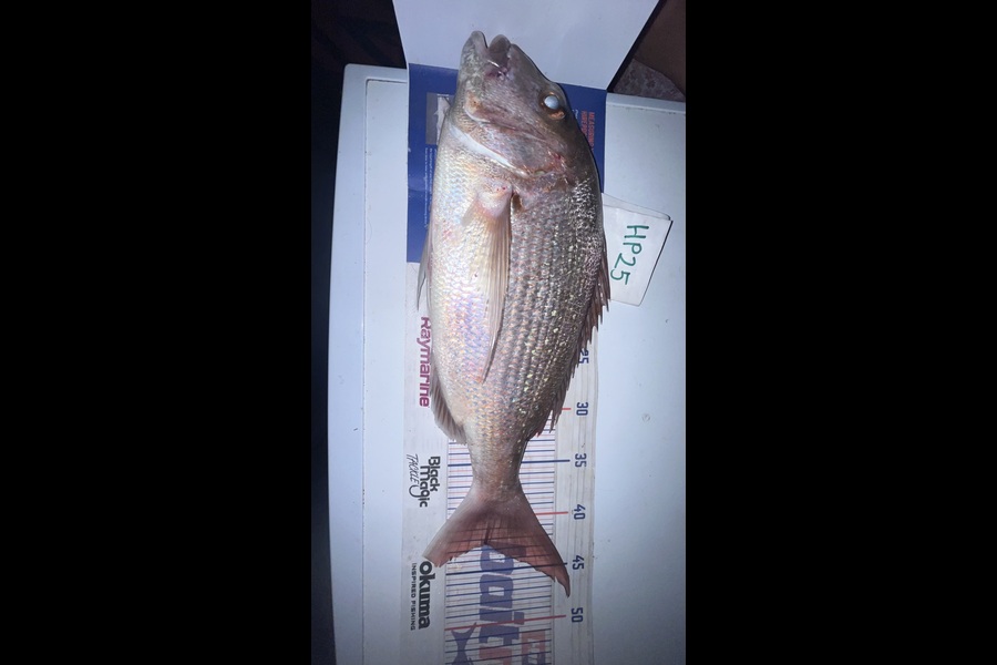 Scott Hodgetts caught this 42.5cm Snapper at Coromandel during The Hirepool Baitmates Fishing Comp