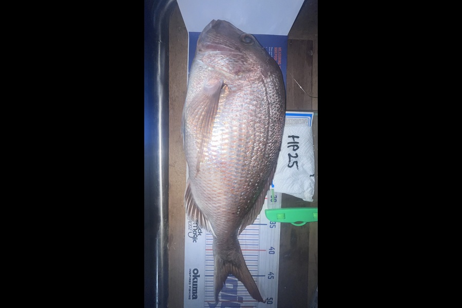 Scott Hodgetts caught this 44.5cm Snapper at Bay of Plenty during The Hirepool Baitmates Fishing Comp