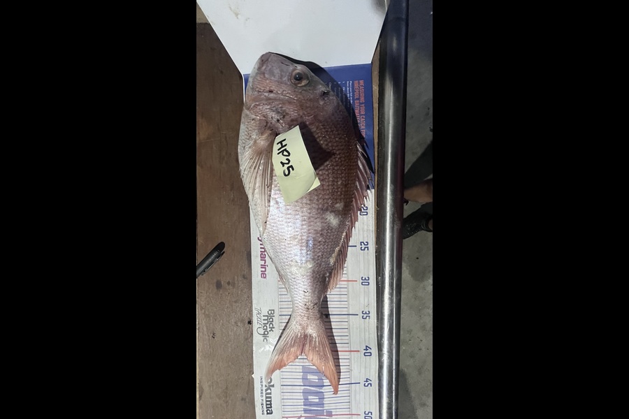 Scott Hodgetts caught this 40.5cm Snapper at Coromandel during The Hirepool Baitmates Fishing Comp