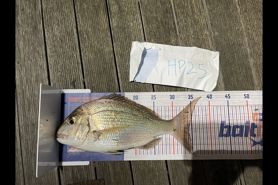 Martin Lee caught this 34cm Snapper at Auckland during The Hirepool Baitmates Fishing Comp