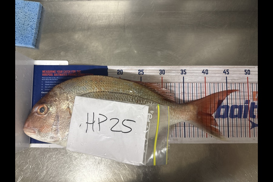 Josh Bolton caught this 41.0cm Snapper at Wellington during The Hirepool Baitmates Fishing Comp
